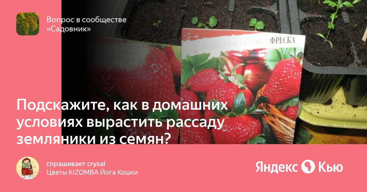 Подскажите , как в домашних условиях вырастить рассаду земляники из семян?»— Яндекс Кью